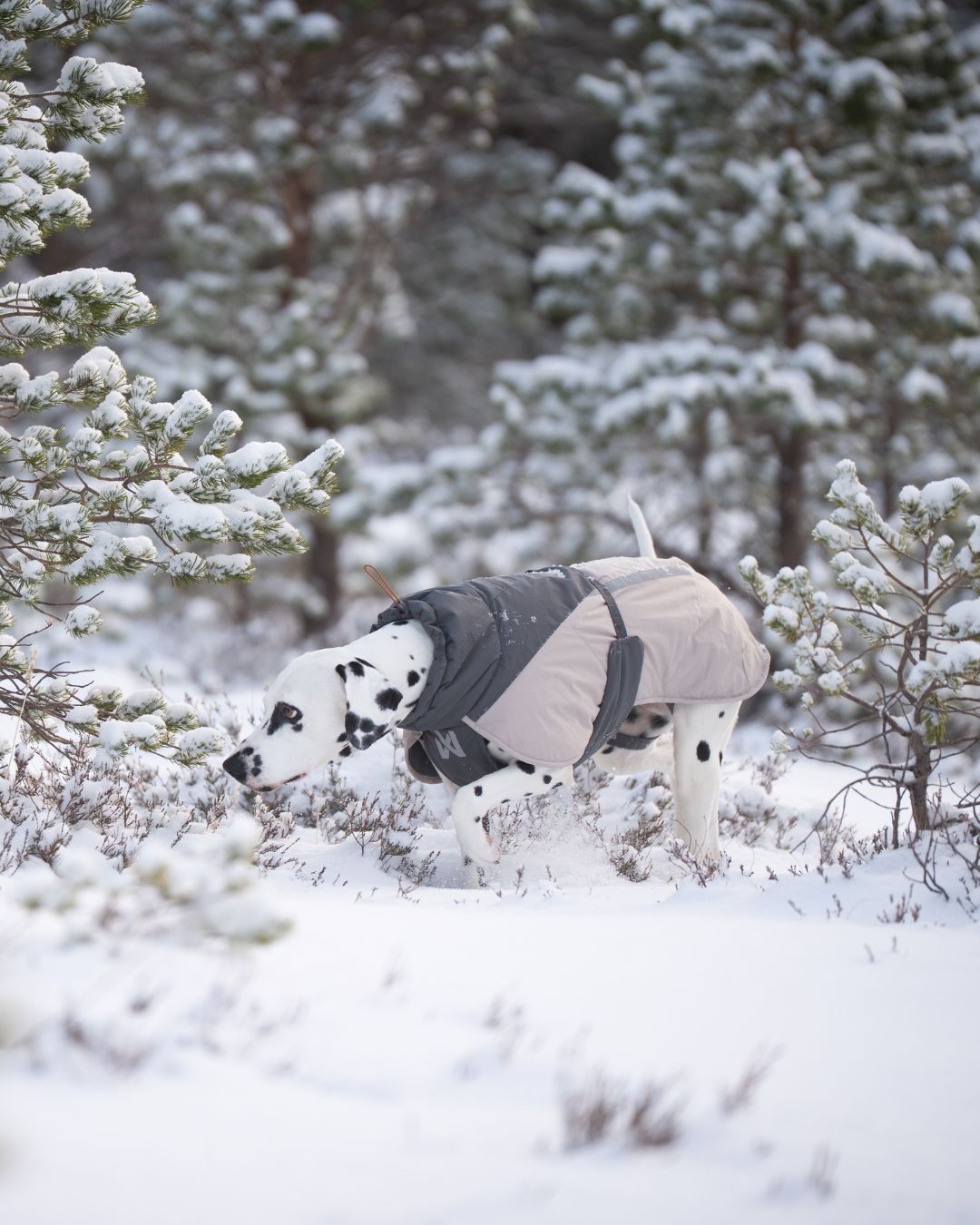 Glacier Wool 3.0 dog jacket
